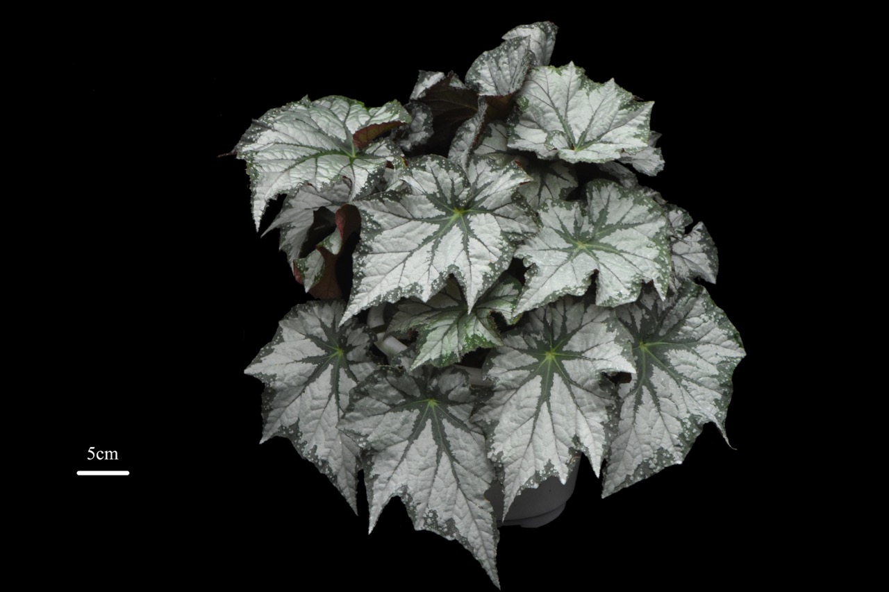 B. ‘Wanshi Star’
